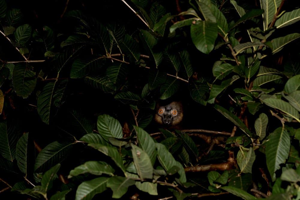 Watchful Night Owl by Serge Melesan — canvas wall art