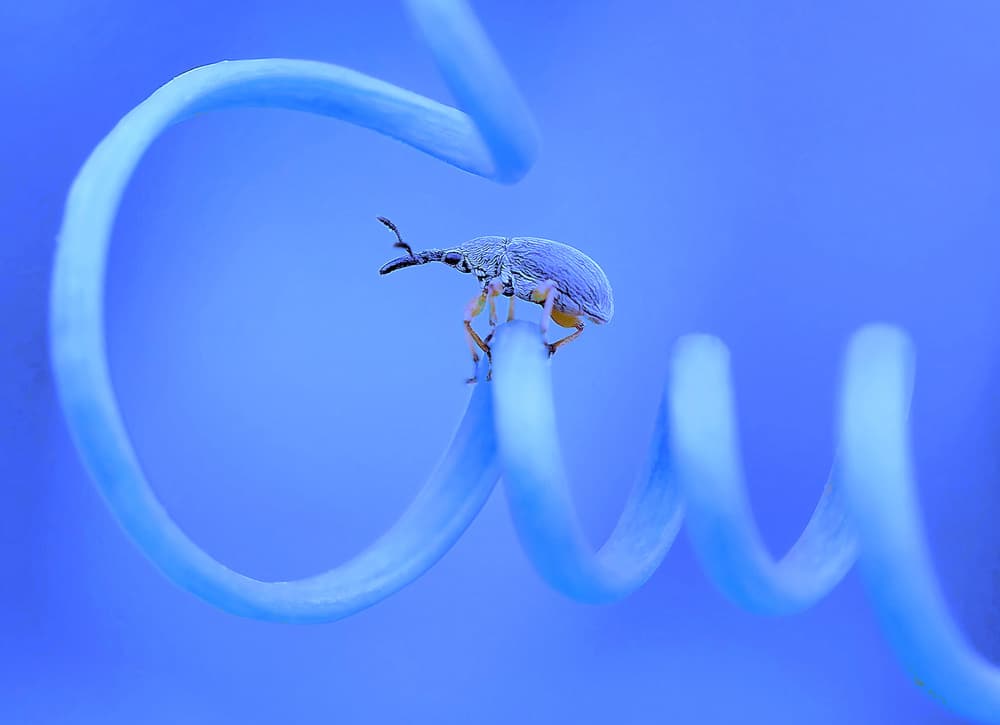 Blue Weevil Spiral by Thierry Dufour — canvas wall art