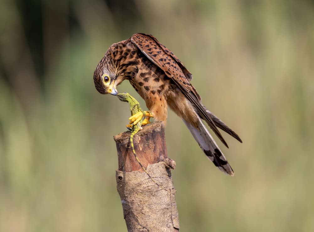 Kestrel Hunting Lizard by Sally Widjaja — canvas wall art