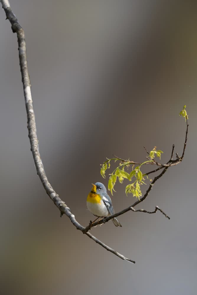 Yellow Warbler Song by ZY Zhang — canvas wall art