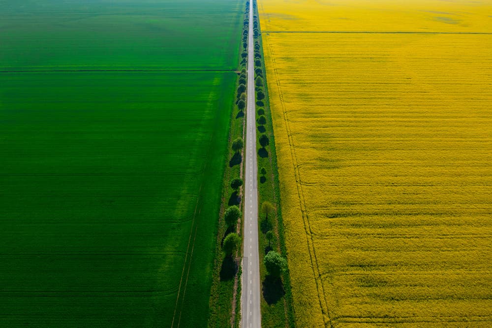 Vibrant Fields Country Road by Jure Kravanja — canvas wall art