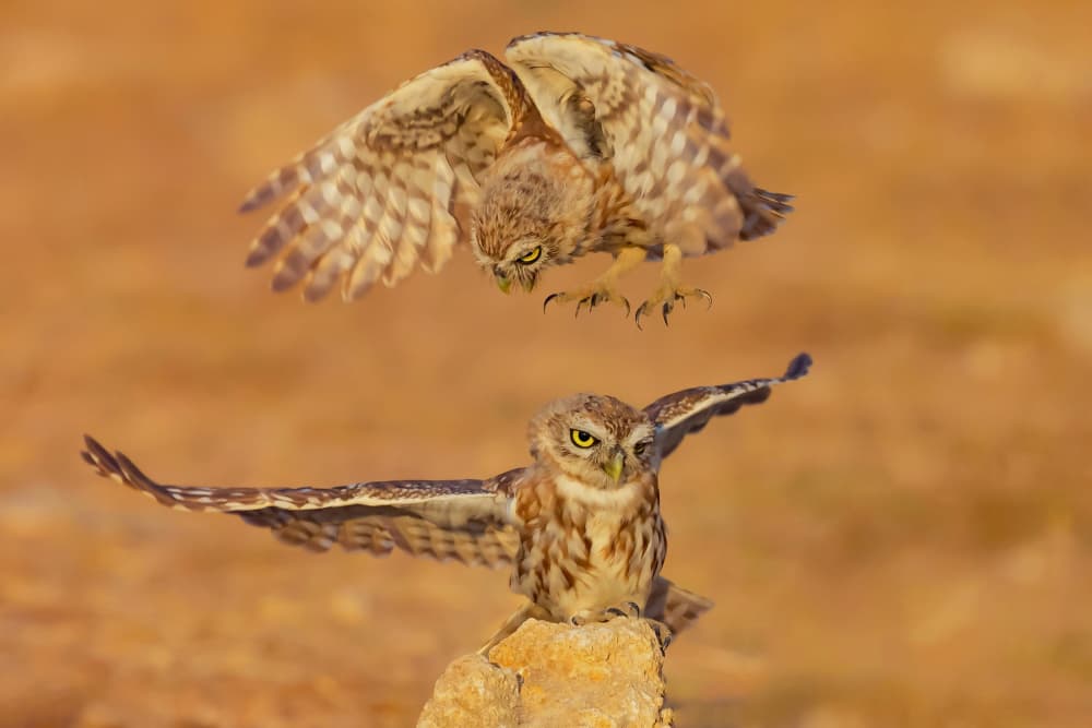 Flying Little Owls by David Manusevich — canvas wall art
