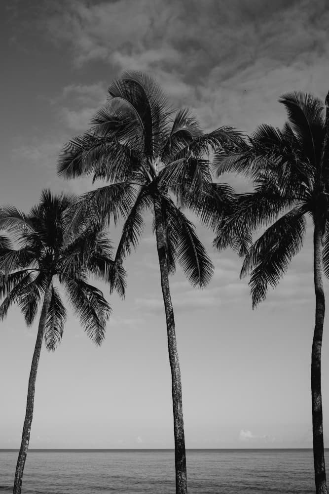 Serene Tropical Palms by Bethany Young — canvas wall art
