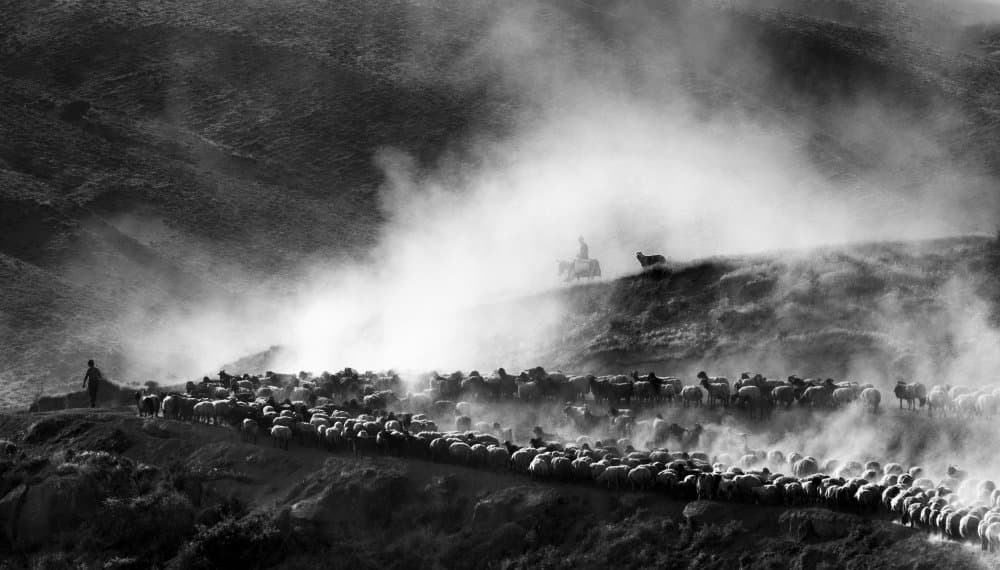 Shepherd's Dusty Passage by durmusceylan — canvas wall art