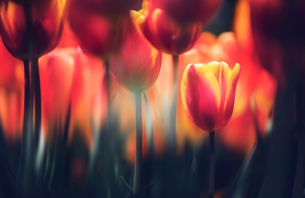 Vibrant Garden Tulips by Takashi Suzuki — canvas wall art