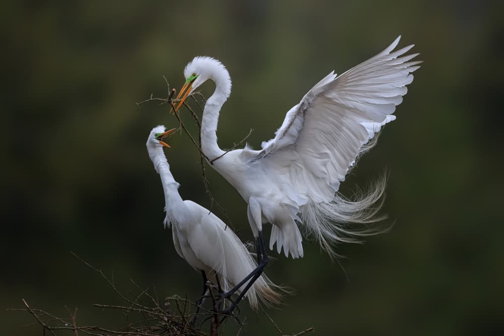 White Egrets Nesting by Sheila Xu — canvas wall art