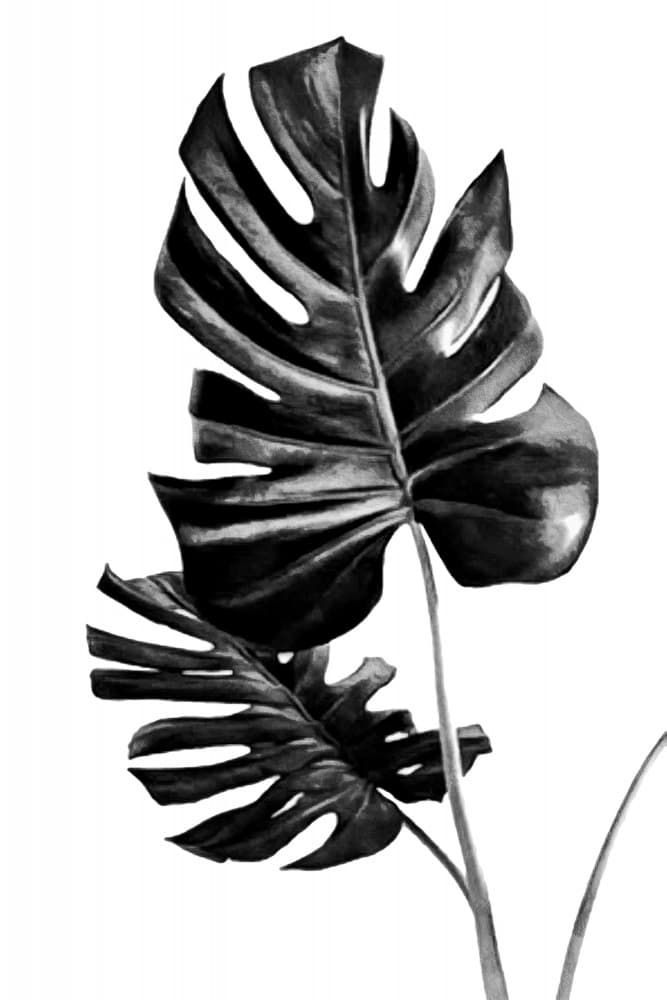 Monstera Black and White 01 by amini54 — canvas wall art
