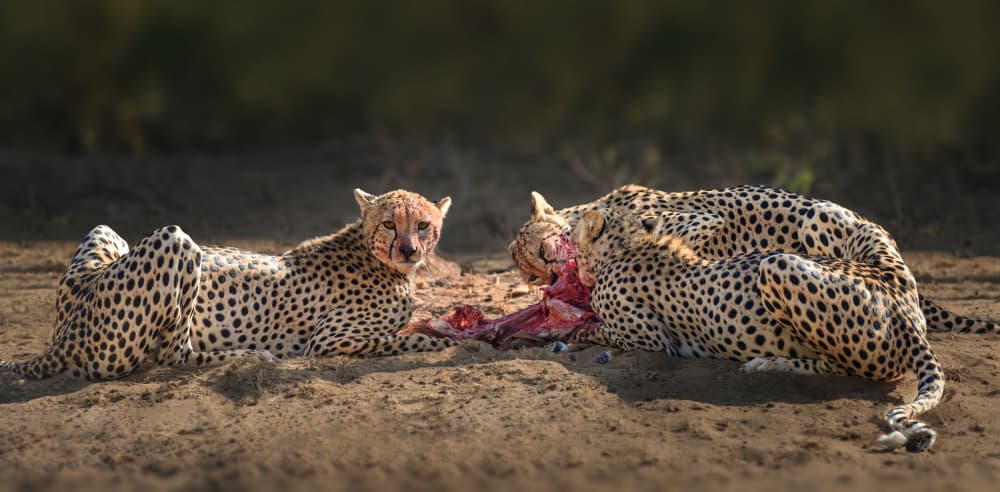 Cheetah Family Feast by Anna Zhang — canvas wall art