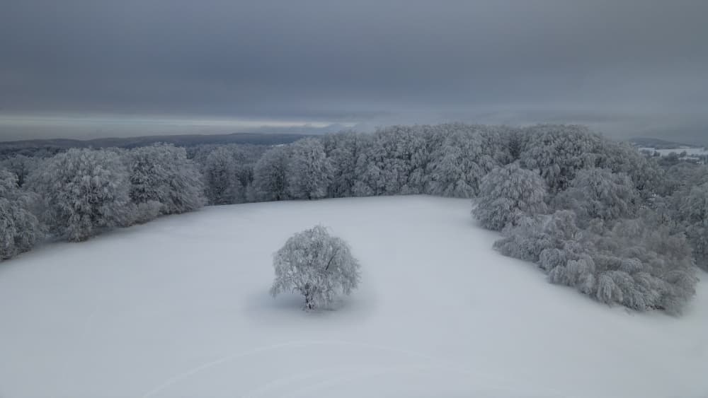 Isolated Winter Tree by Mihai Bogdan R — canvas wall art