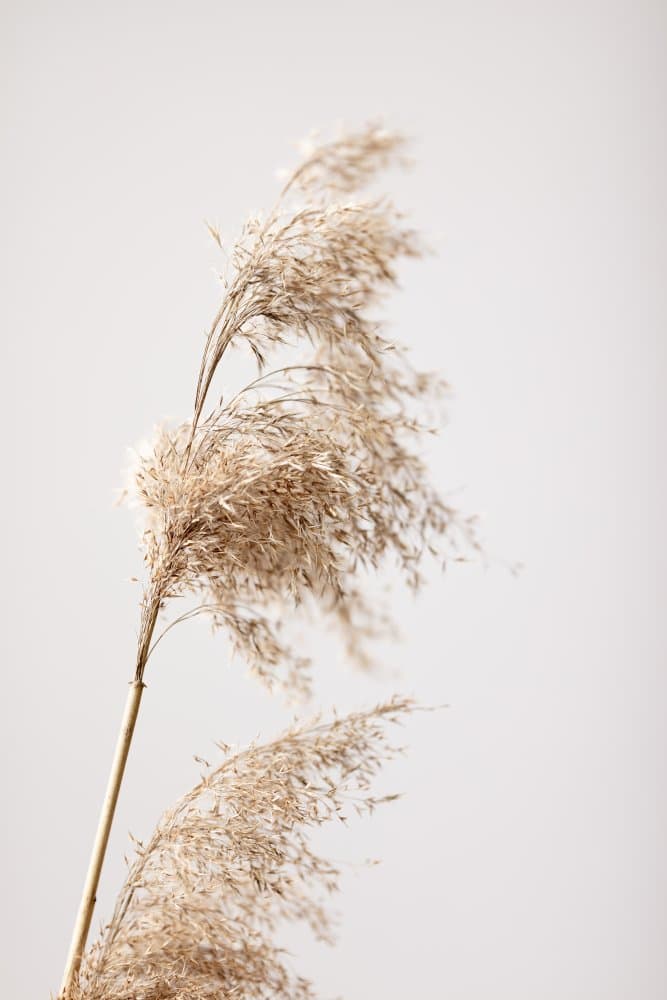 Feathery Botanical Grace by Pictufy Studio III — canvas wall art