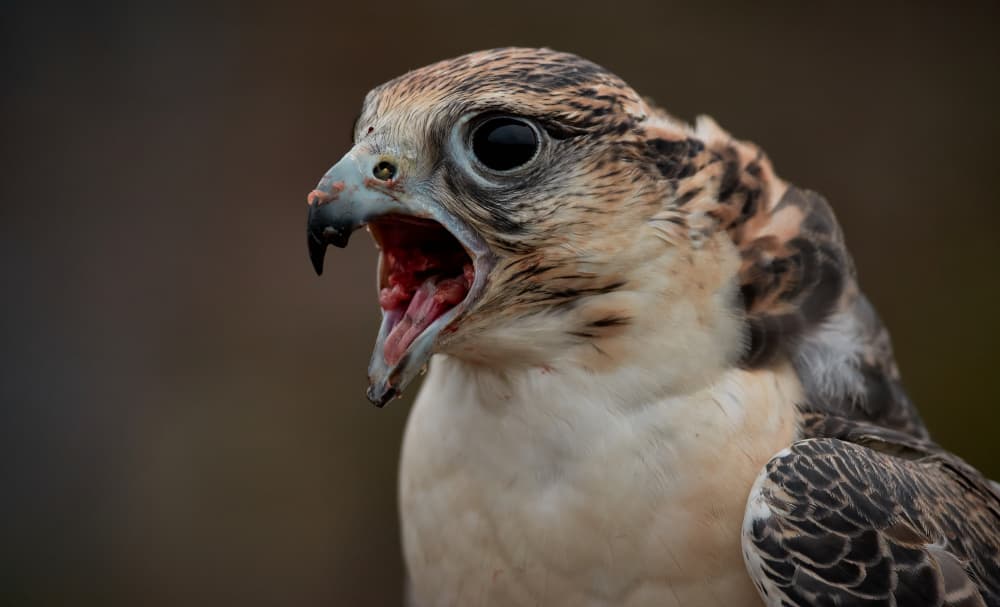 Falcon Chick Screams by Stuart Williams — canvas wall art