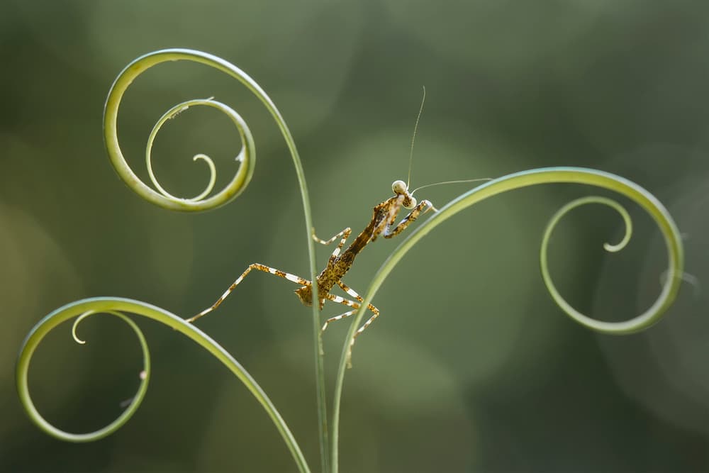 Praying Mantis Green Spiral by Abdul Gapur Dayak — canvas wall art