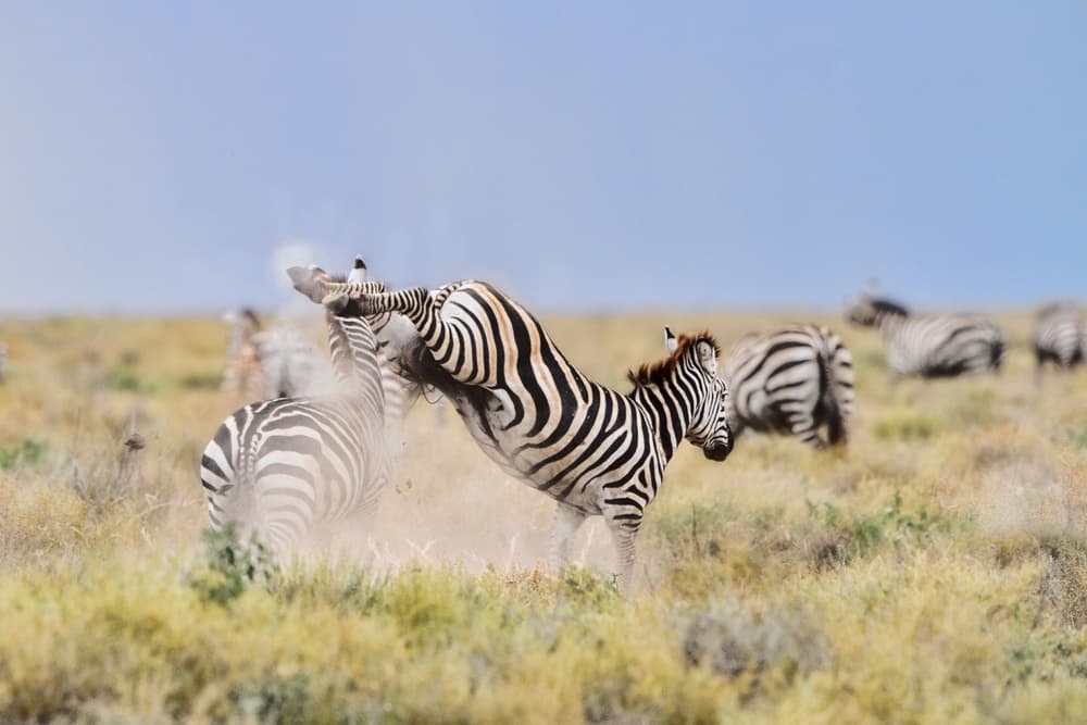 Wild Zebra Action by Alessandro Catta — canvas wall art