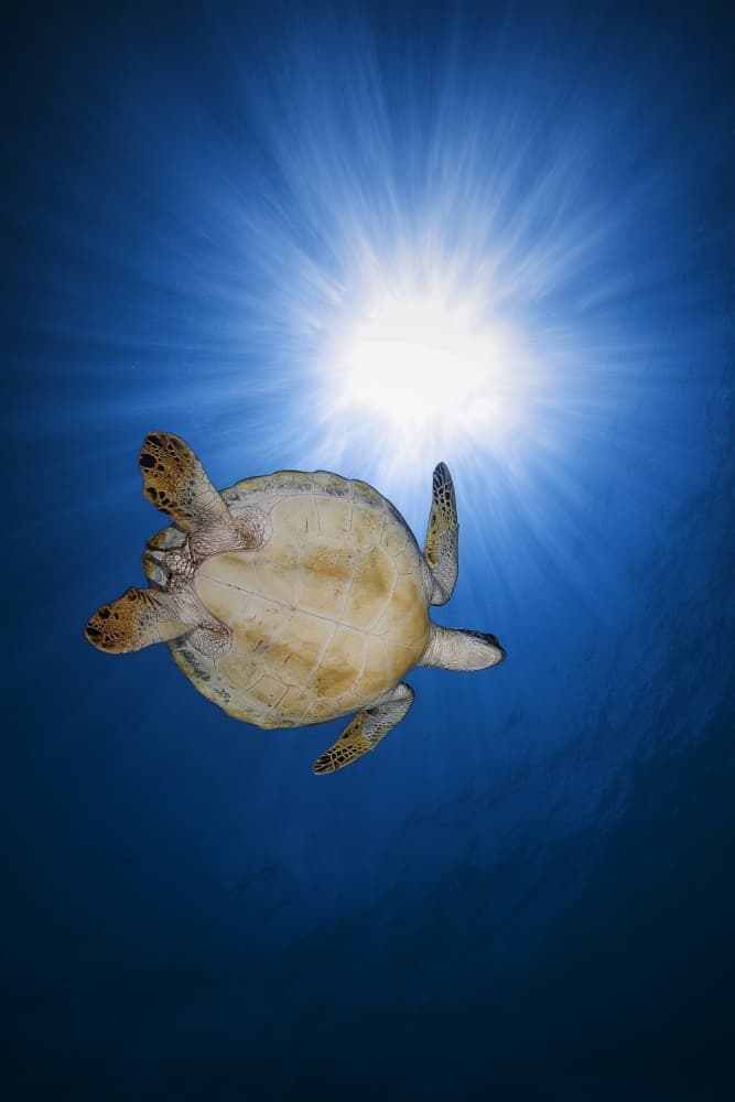 Sunlit Sea Turtle by Barathieu Gabriel — canvas wall art