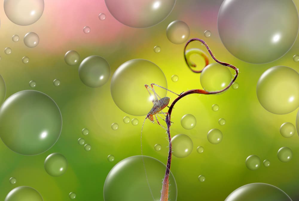 Green Grasshopper Bubbles by Thierry Dufour — canvas wall art