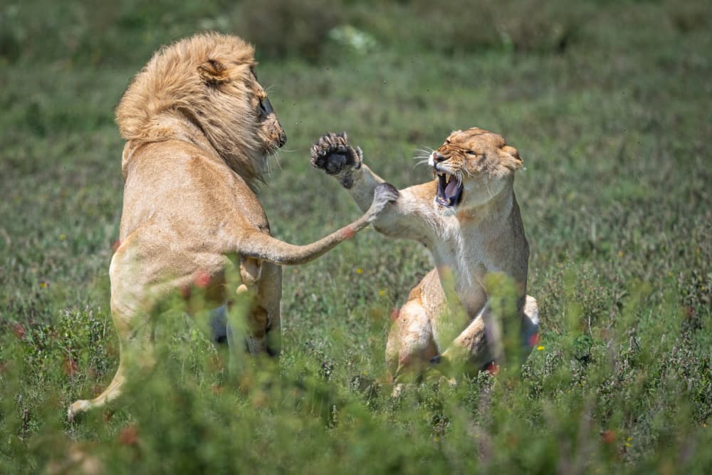 African Lion Scuffle by Jeffrey C. Sink — canvas wall art