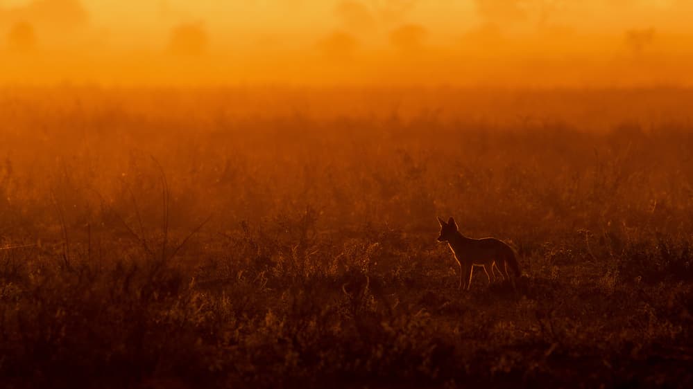 Golden Hour Jackal by Mohammed Alnaser — canvas wall art