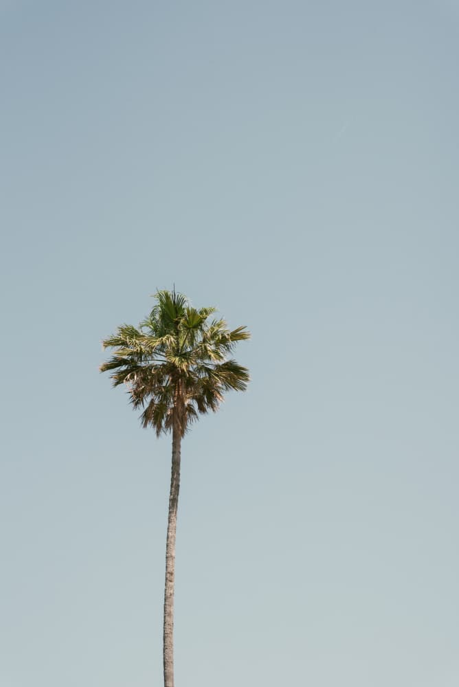 Tropical Palm Sky by Photolovers — canvas wall art