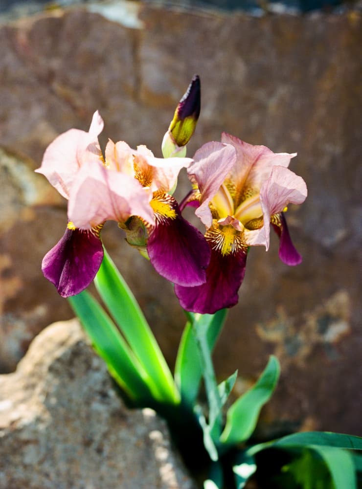 Vibrant Pink Purple Irises by Bethany Young — canvas wall art