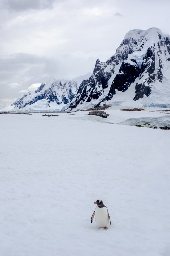 Solitary Antarctic Penguin by Michel Groleau — canvas wall art