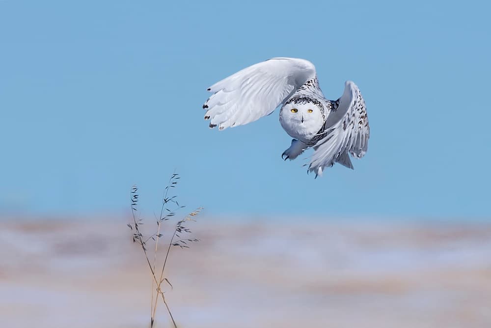 Snowy Owl In Flight by Jun Zuo — canvas wall art