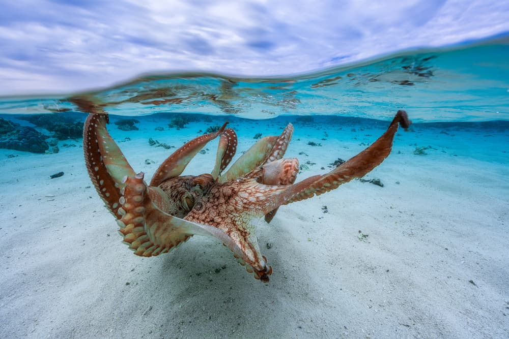 Graceful Underwater Octopus by Barathieu Gabriel — canvas wall art