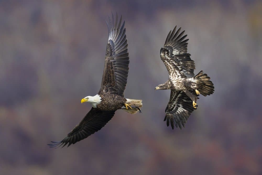 Bald Eagles Flying by Mountain Cloud — canvas wall art
