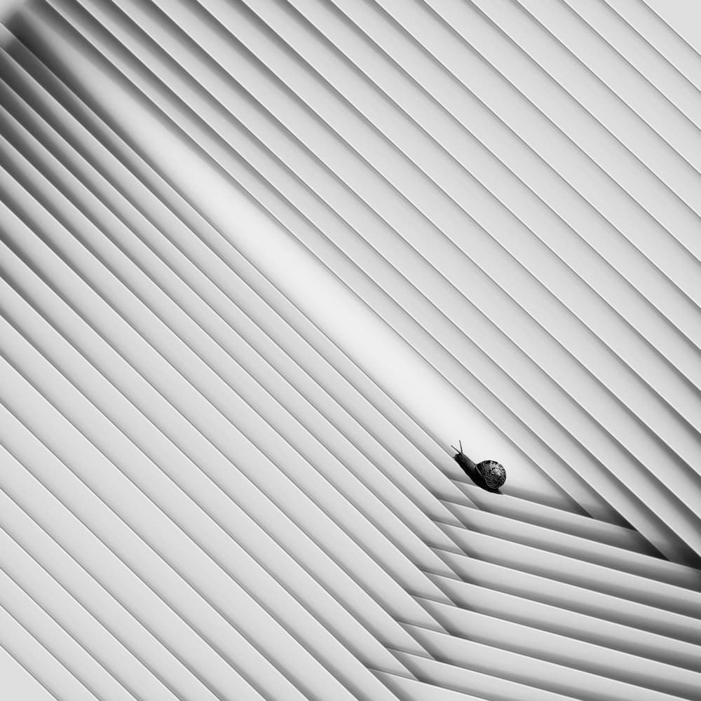 Snail's Geometric Climb by Hadi Malijani (Malenjani) — canvas wall art