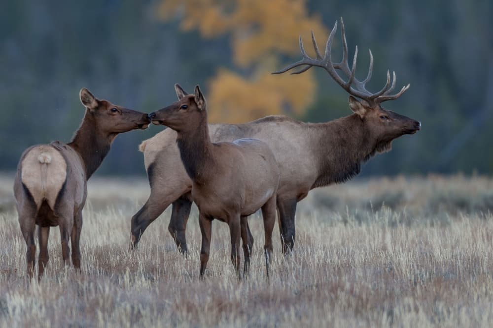 Wild Elk in Autumn Field by Nick Kalathas — canvas wall art