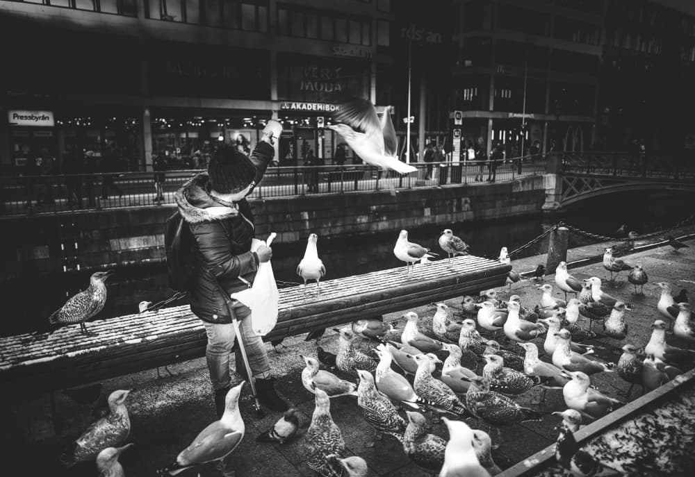 Night Seagull Feeding by Alex Ogazzi — canvas wall art