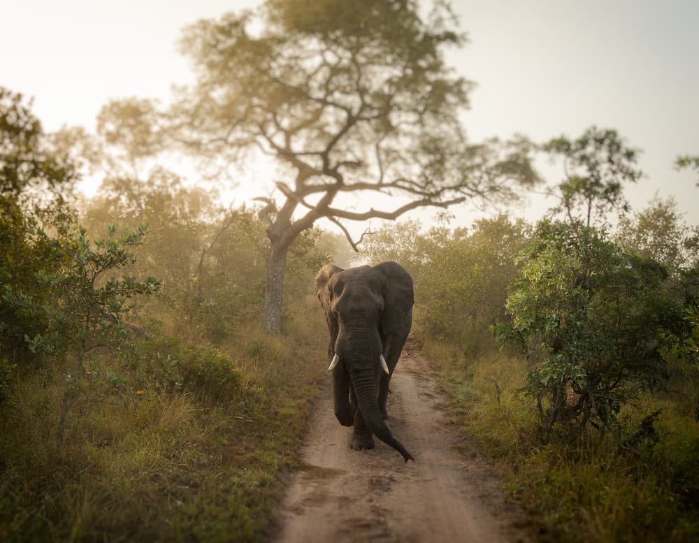 African Elephant Path by Jaco Marx — canvas wall art