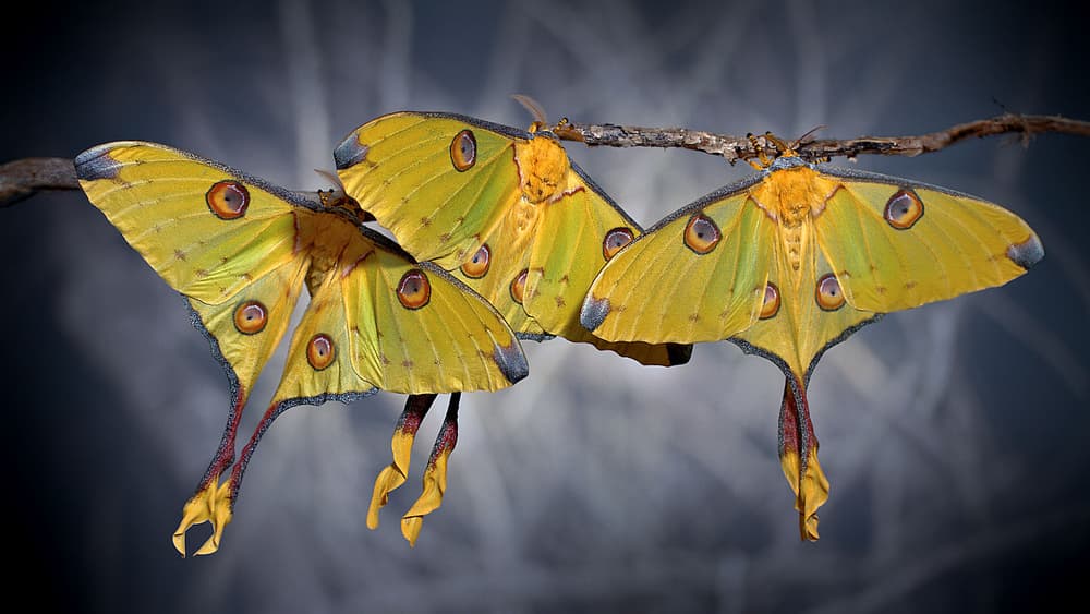 Elegant Luna Moths by Jimmy Hoffman — canvas wall art