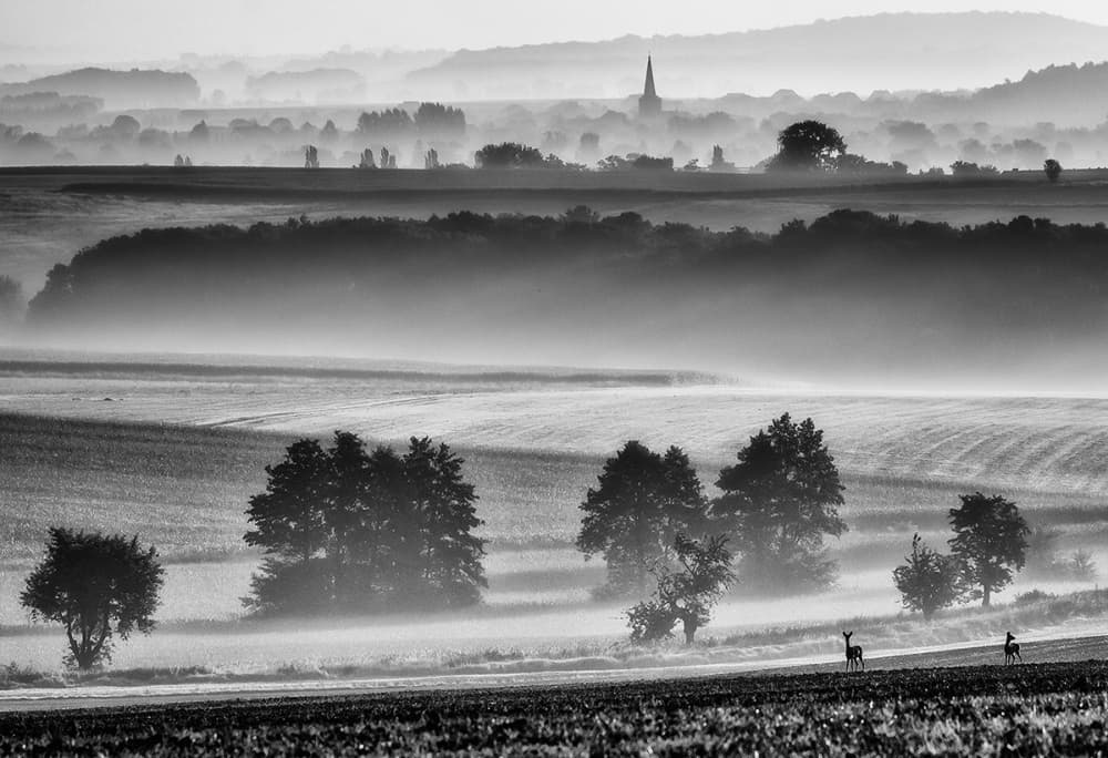 Deer In Morning Mist by Piotr Krol (Bax) — canvas wall art