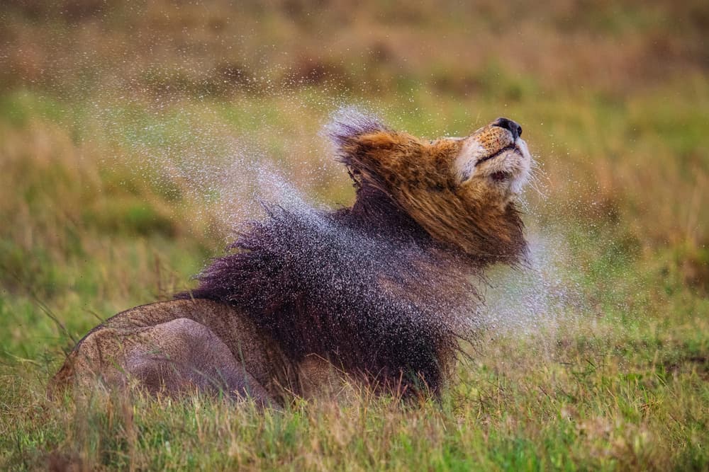 Powerful Lion Shake by Mohammed Alnaser — canvas wall art