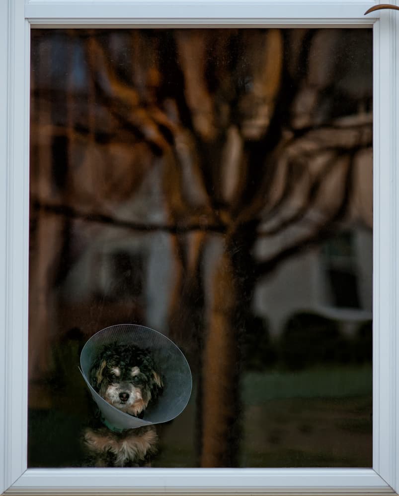 Puppy At Window by Yu Cheng — canvas wall art