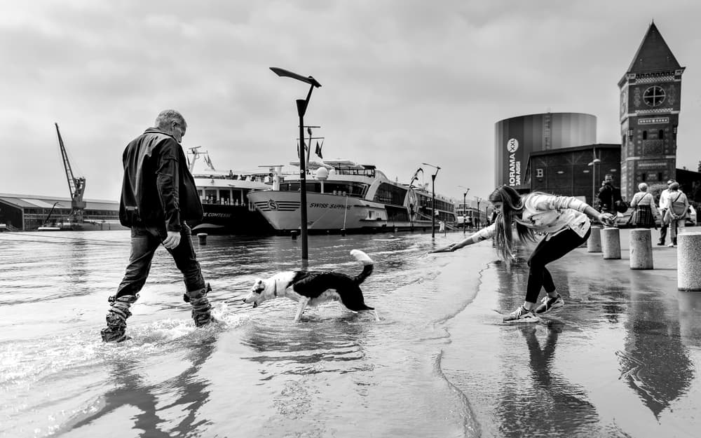 Waterfront Dog Walk by Boris Hristov — canvas wall art