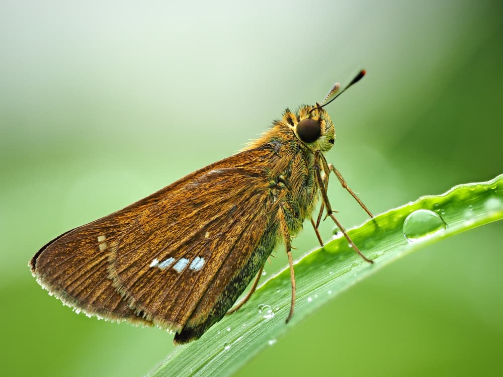 Dewy Skipper Butterfly by Takiko Hirai — canvas wall art