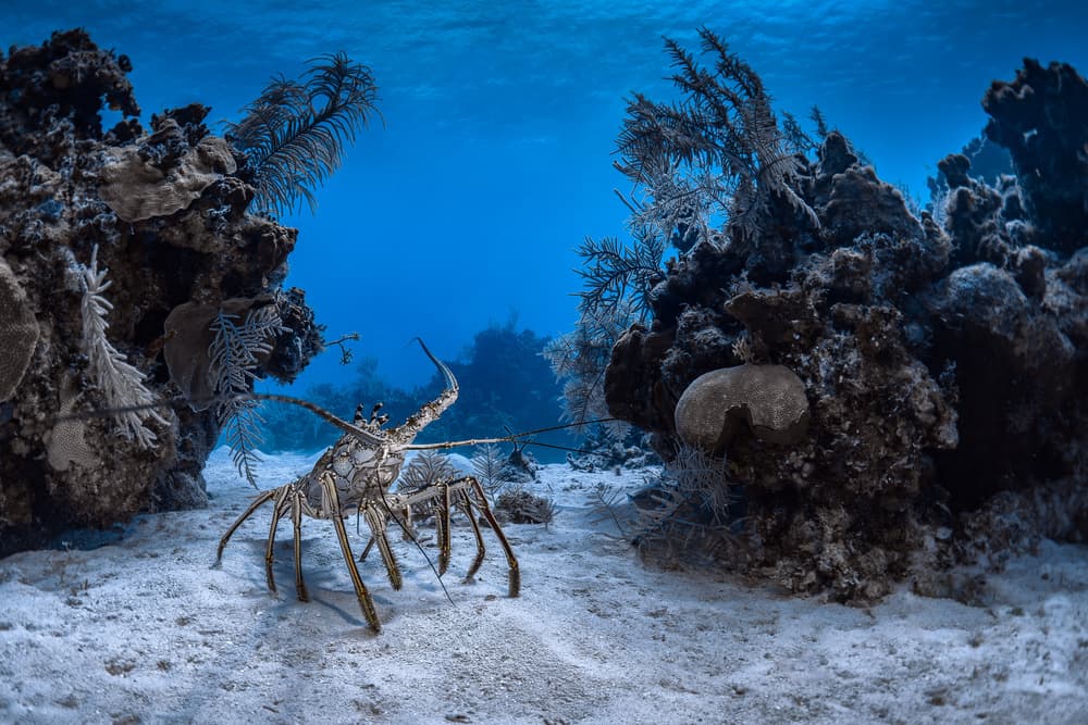 Spiny Lobster Underwater by Jennifer Lu — canvas wall art