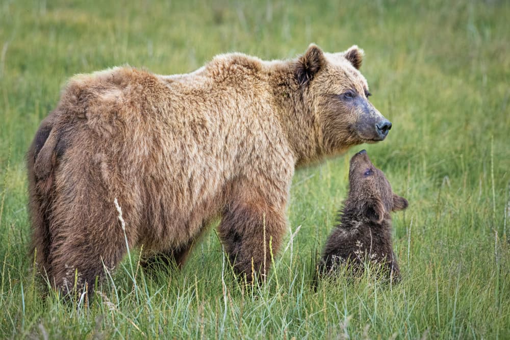 Mother Bear and Cub by Jeffrey C. Sink — canvas wall art