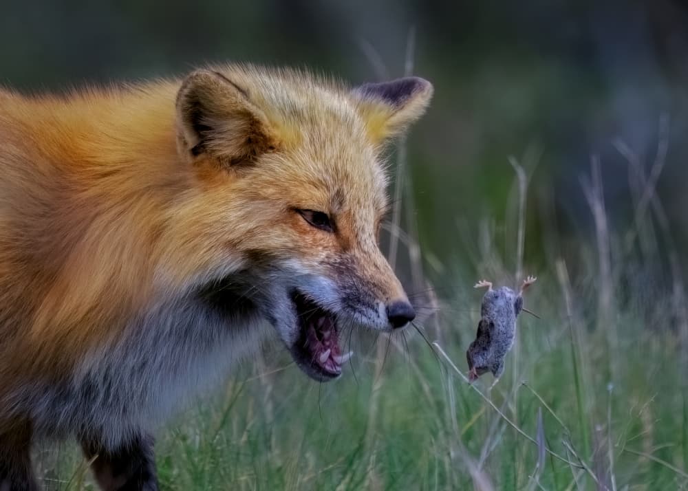 Red Fox Catches Prey by Hanping Xiao — canvas wall art