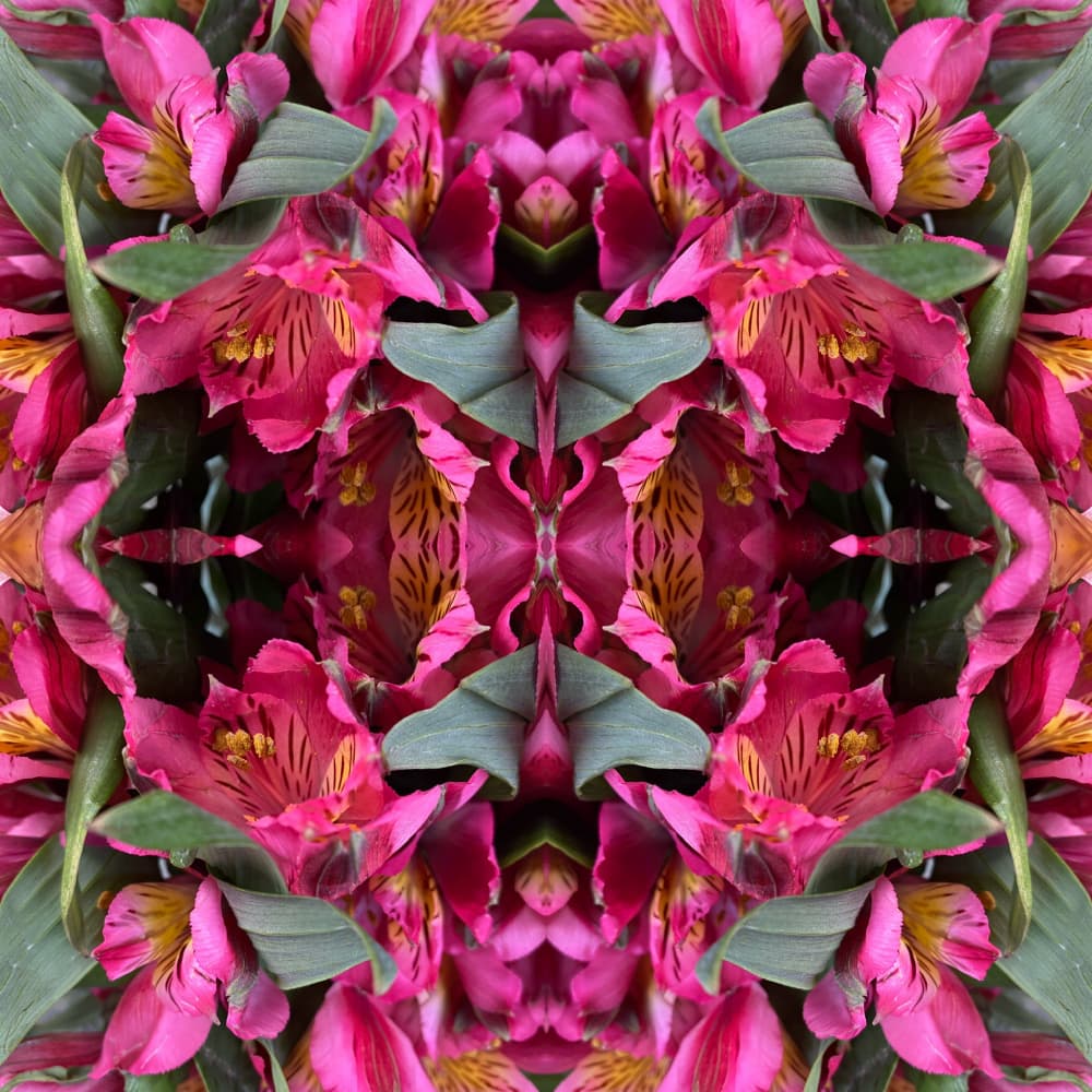 Pink Floral Symmetry by Patricia Pedraza Sanson — canvas wall art
