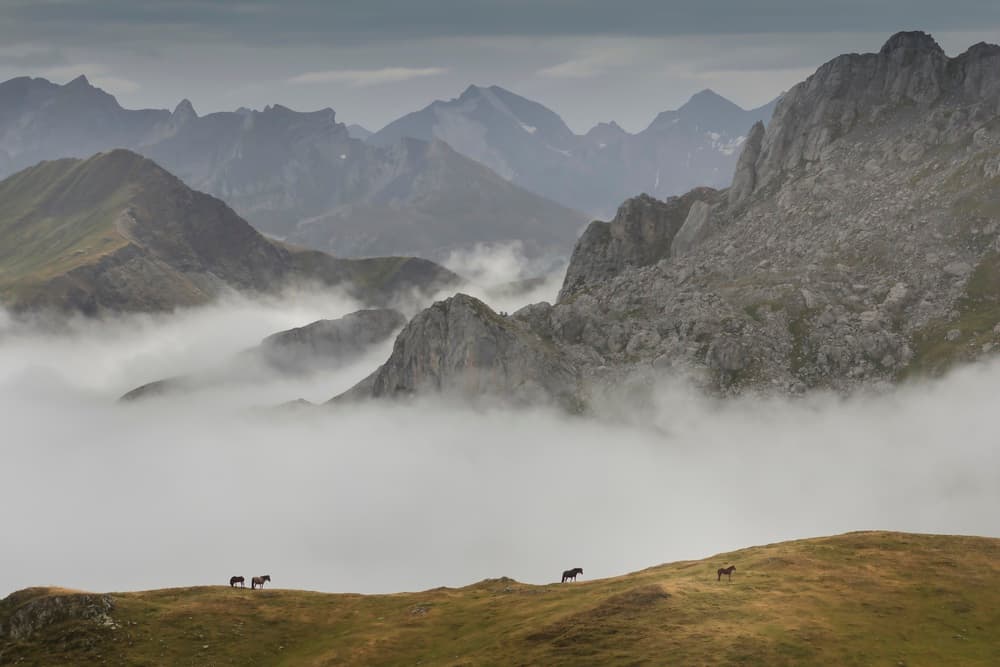 Wild Horses Mountain Fog by TONY GORAN — canvas wall art
