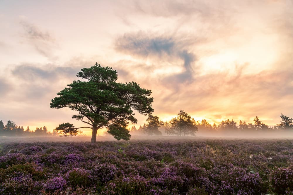 Misty Heather Sunrise by Leif Løndal — canvas wall art