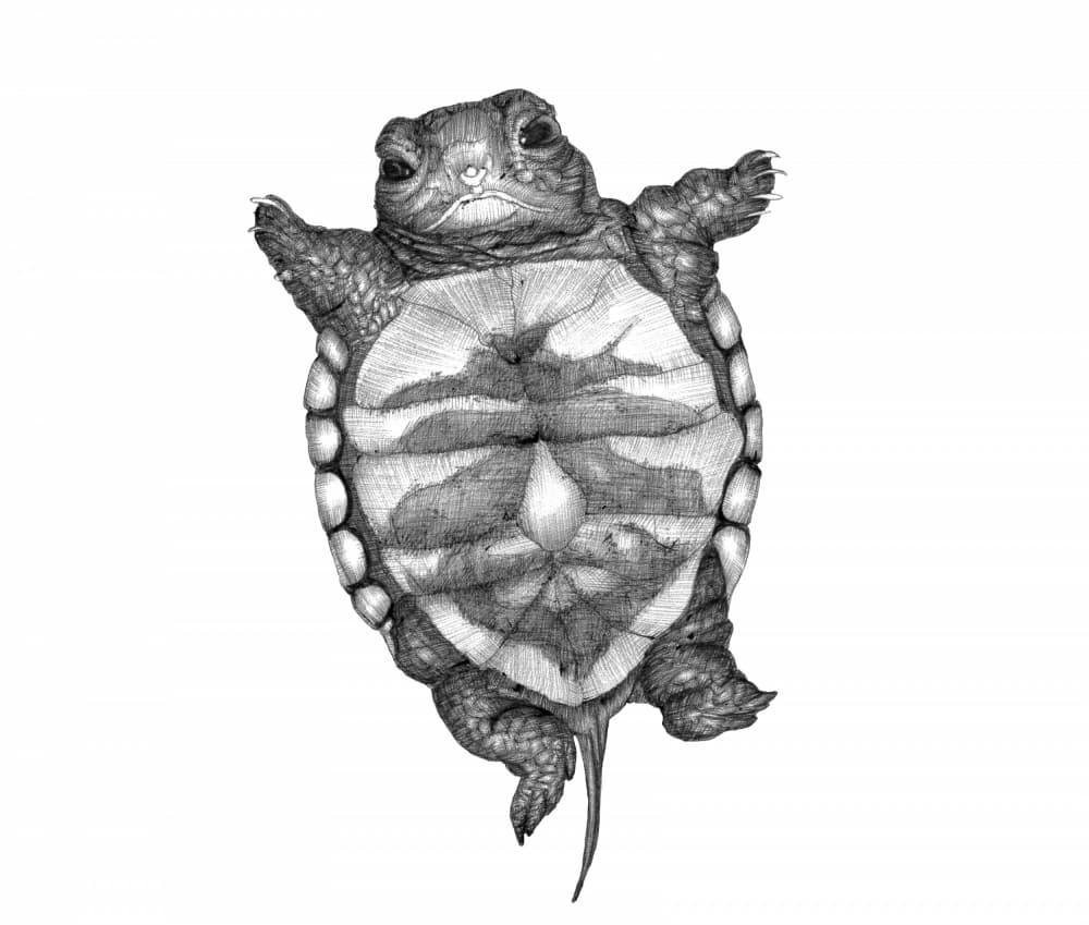 Upside Down Baby Turtle by EC Mazur — canvas wall art