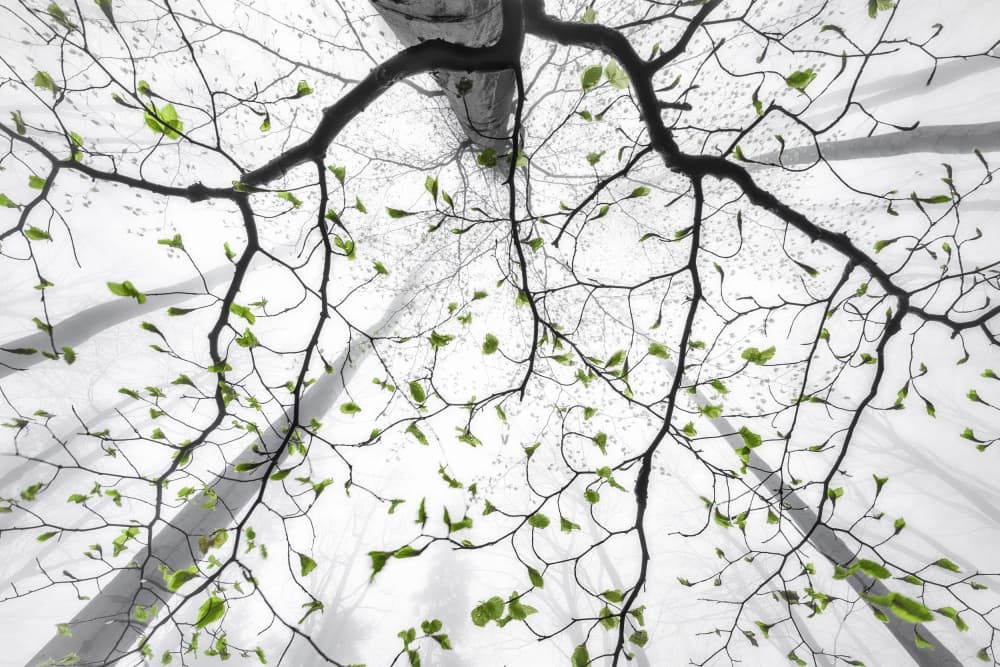 Vibrant Green Branches by Tom Pavlasek — canvas wall art
