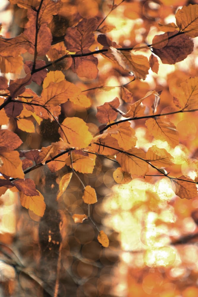 Golden Autumn Leaves by Christina Sillen — canvas wall art