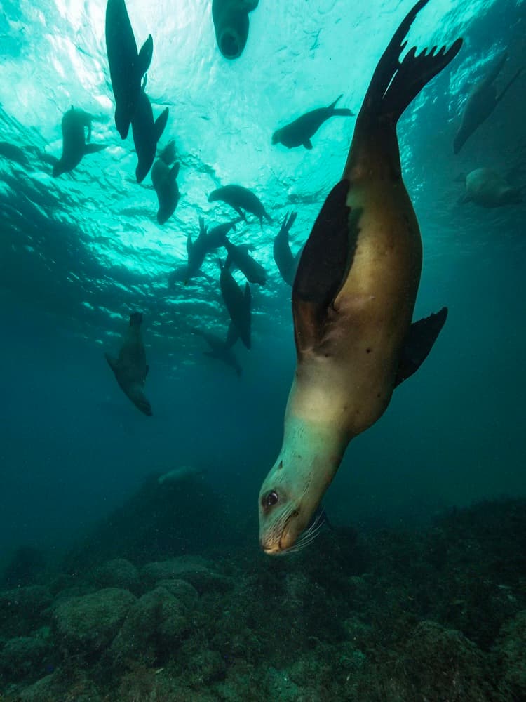 Underwater Sea Lions by Serge Melesan — canvas wall art