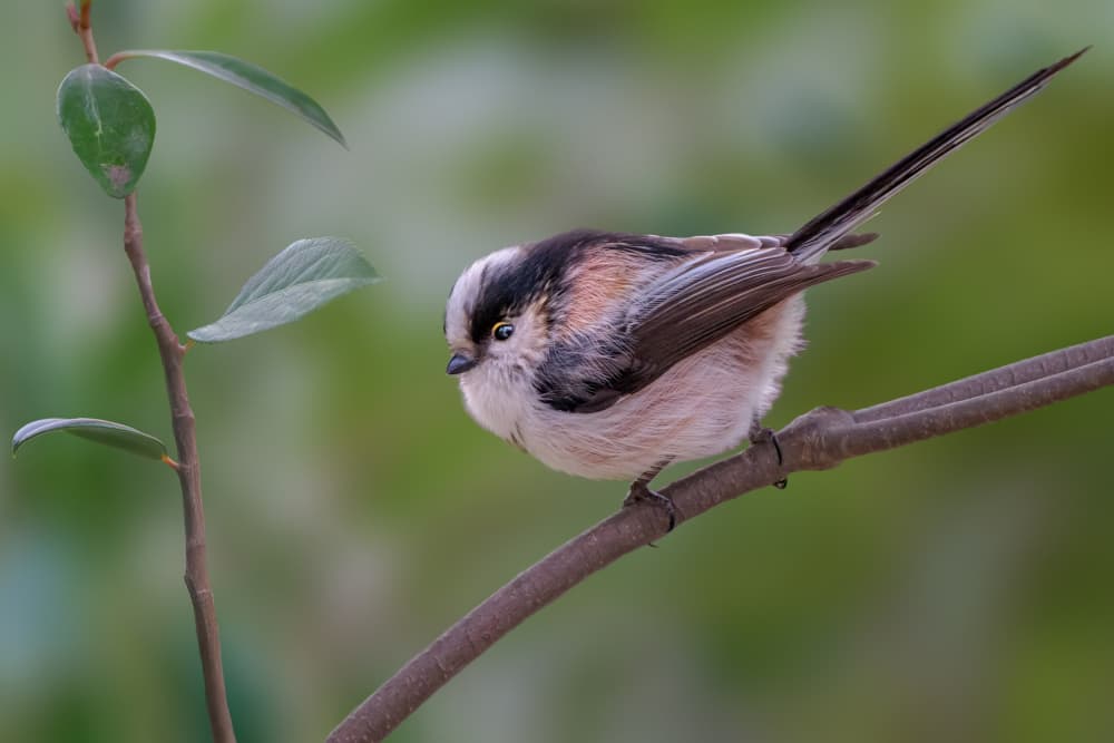 Fluffy Long-tailed Tit by Jacob (Jian) Xu — canvas wall art