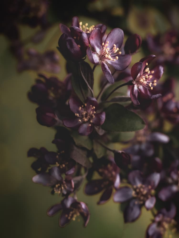 Deep Violet Blossoms by Stephanie Klatt — canvas wall art