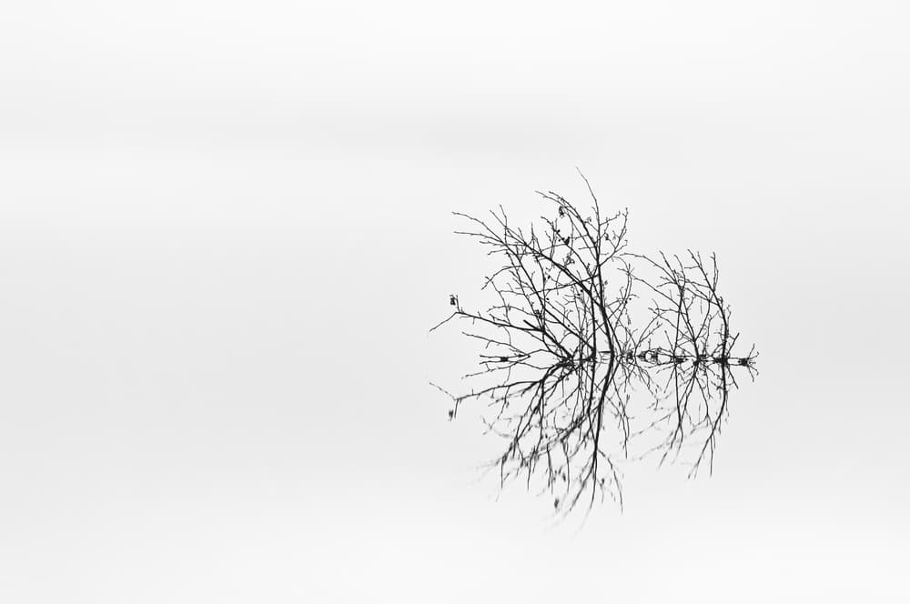 Bare Branches Reflection by Benny Pettersson — canvas wall art